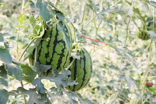 怀仁最近网红大瓜,揭秘背后惊人真相