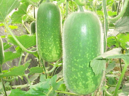 51热门大瓜今日大瓜.吃瓜视频大全完整版观看,今日大瓜吃瓜视频大全精彩回顾